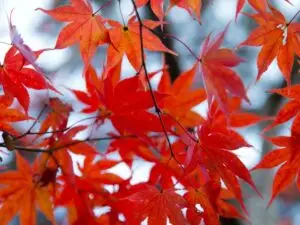 Japanse Esdoorn