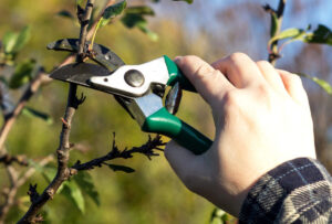 Appelboom snoeien