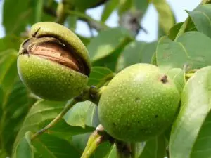 Notenboom