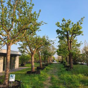 Grote oude fruitbomen; Echte blikvangers!