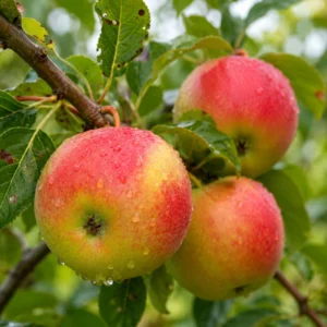 Laxton's Superb vrucht