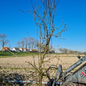 Jubileum Laagstam
