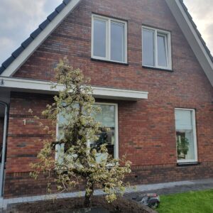 fruitboom planten
