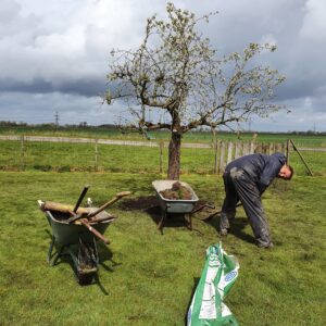 fruitboom planten