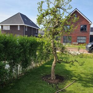 fruitboom planten