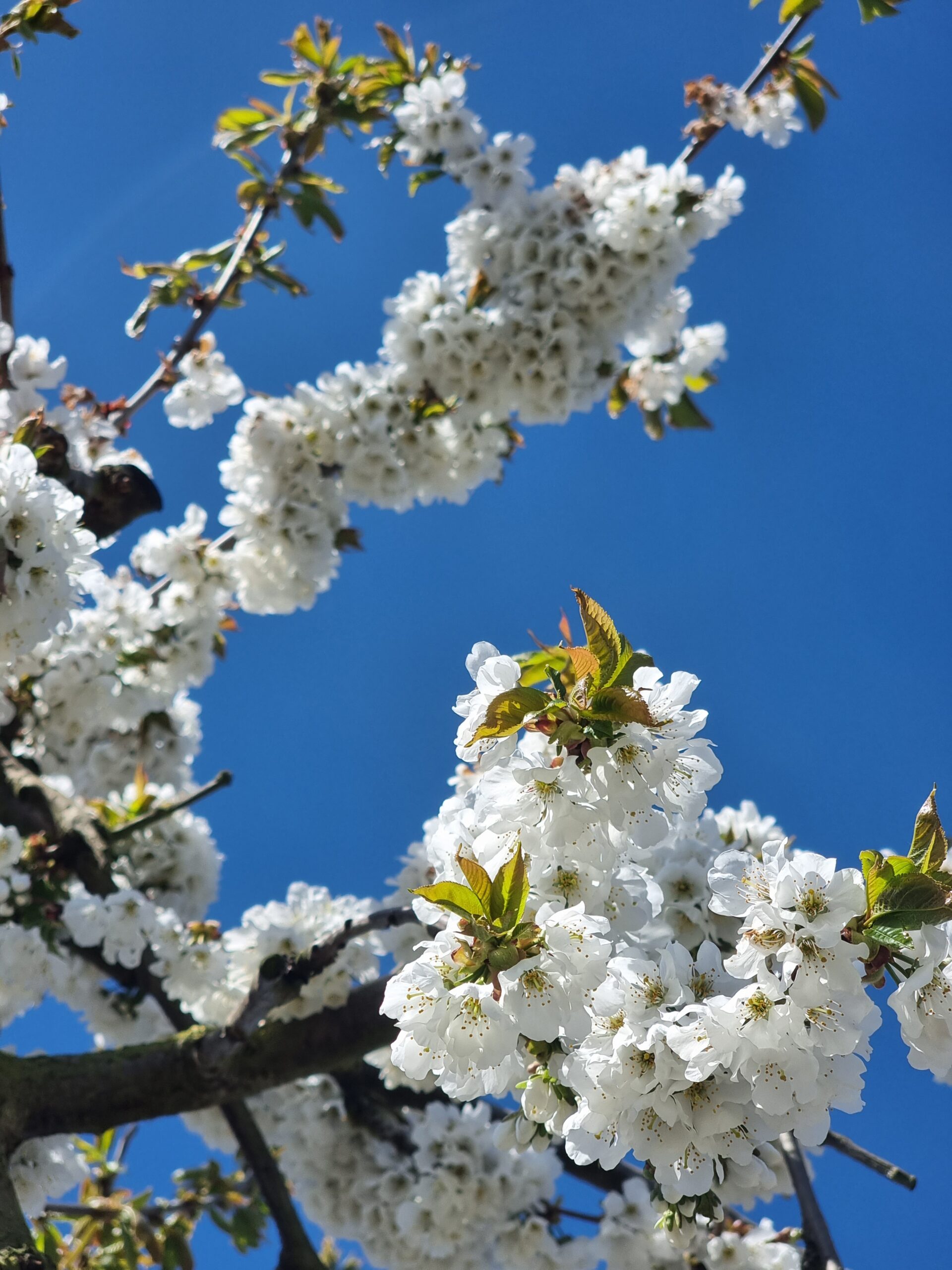 Kersenboom Bloesem