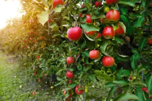 Appelboom snoeien
