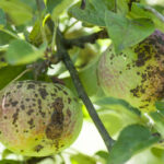 Appelschurft
