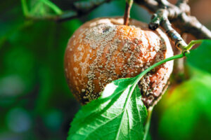 Bruinrot Appel