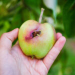 Appelbomen