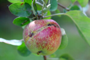 Appelzaagwesp bestrijden