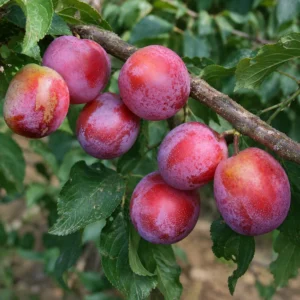 Oude Fruitbomen