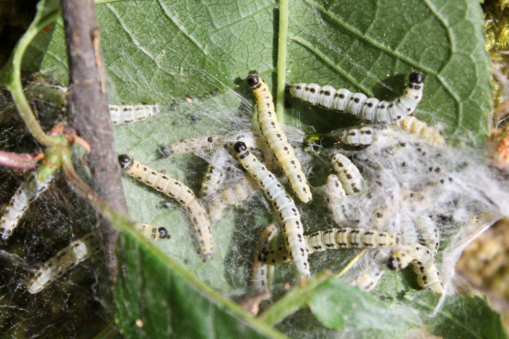 Rups in appelboom