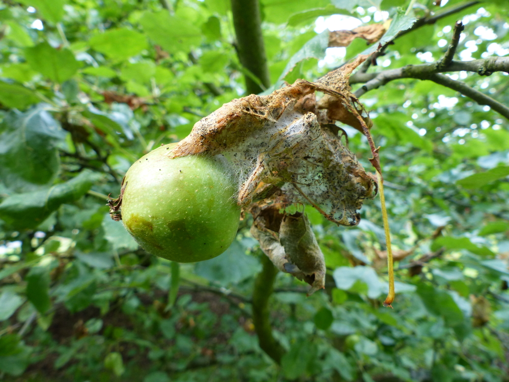 Rups in Appelboom