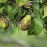 perenboom ziektes
