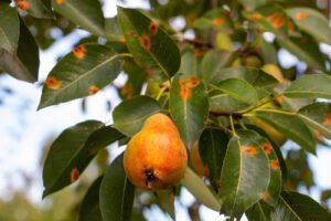 Perenboom ziektes