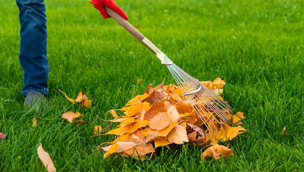 Bladeren van de perenboom met een hark
