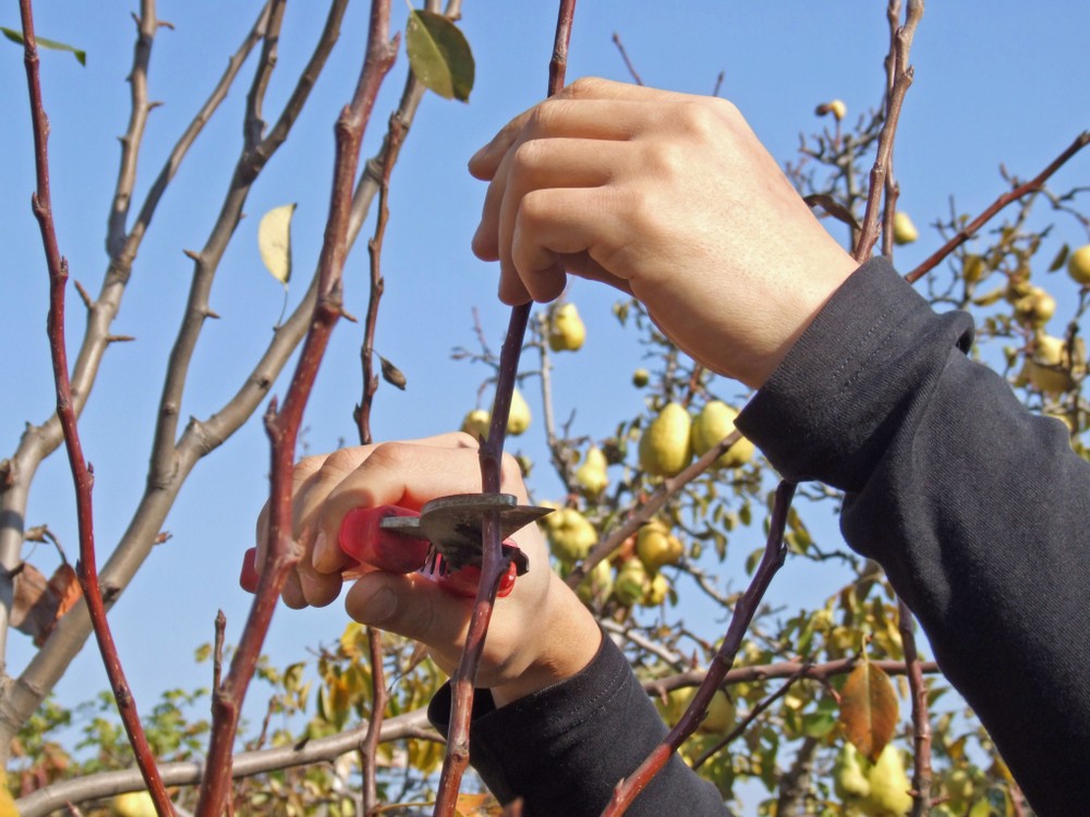 Perenboom snoeien voor een goede luchtcirculatie