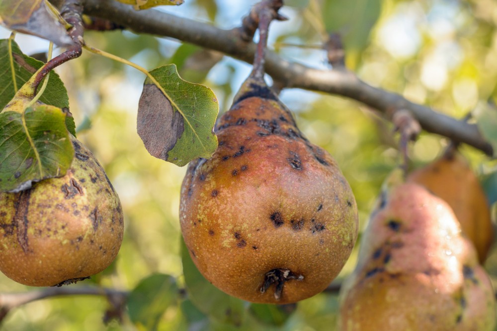 Perenroest