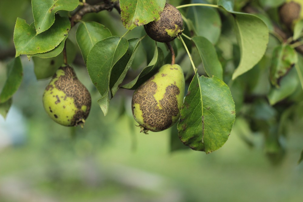 Weersinvloeden op een perenboom met als gevolg perenschurft