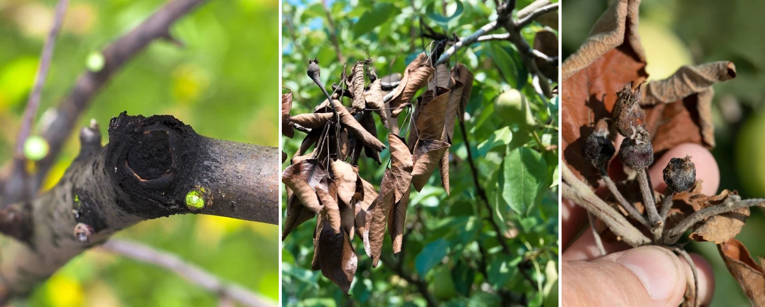 Symptomen van bacterievuur in een besmette fruitboom. Bacterievuur