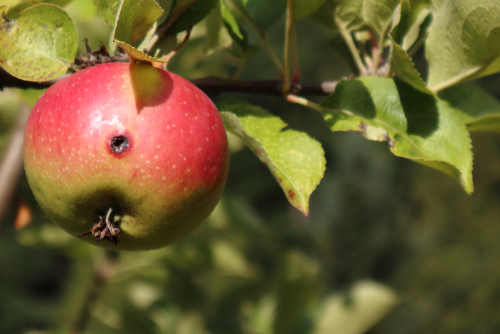 Ziekten en plagen in fruitbomen herkennen en biologisch bestrijden (nazomer tips)