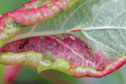 Ziekten en plagen in fruitbomen herkennen en biologisch bestrijden (nazomer tips)