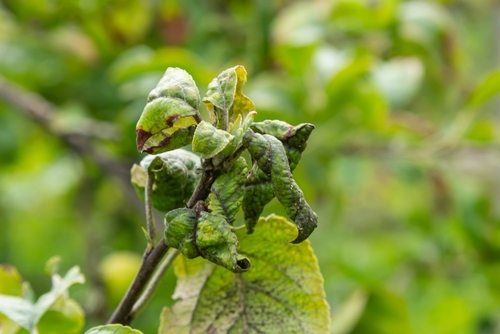 Ziekten en plagen in fruitbomen herkennen en biologisch bestrijden (nazomer tips)