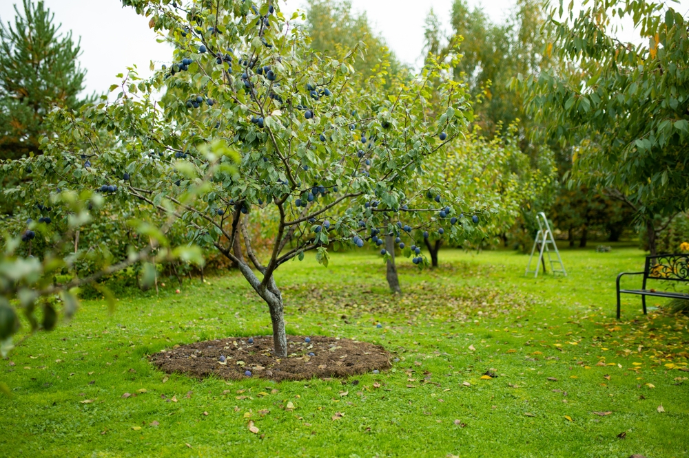 Oude Fruitbomen