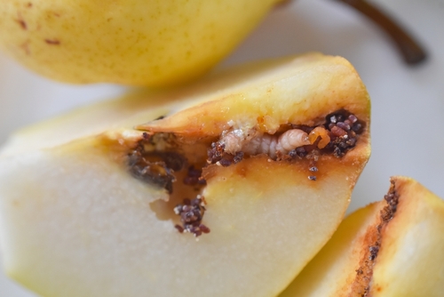 Ziekten en plagen in fruitbomen herkennen en biologisch bestrijden (nazomer tips)
