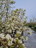 Triomphe de Vienne Nr. 142 - Afbeelding 5