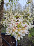 Doyenne du Comice Nr. 60.2 - Afbeelding 4