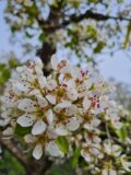 Doyenne du Comice Nr. 60.5 - Afbeelding 3
