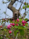 Golden Delicious Nr. 370 - Afbeelding 4