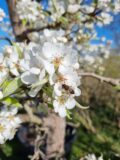 Triomphe de Vienne Nr. 140 - Afbeelding 5