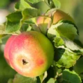 Alkmene Nr. 200 - Afbeelding 3