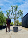 Bramley's Seedling Nr. 231.3 - Afbeelding 2