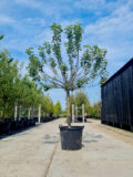 Bramley's Seedling Nr. 231.3