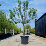 Bramley's Seedling Nr. 231.3