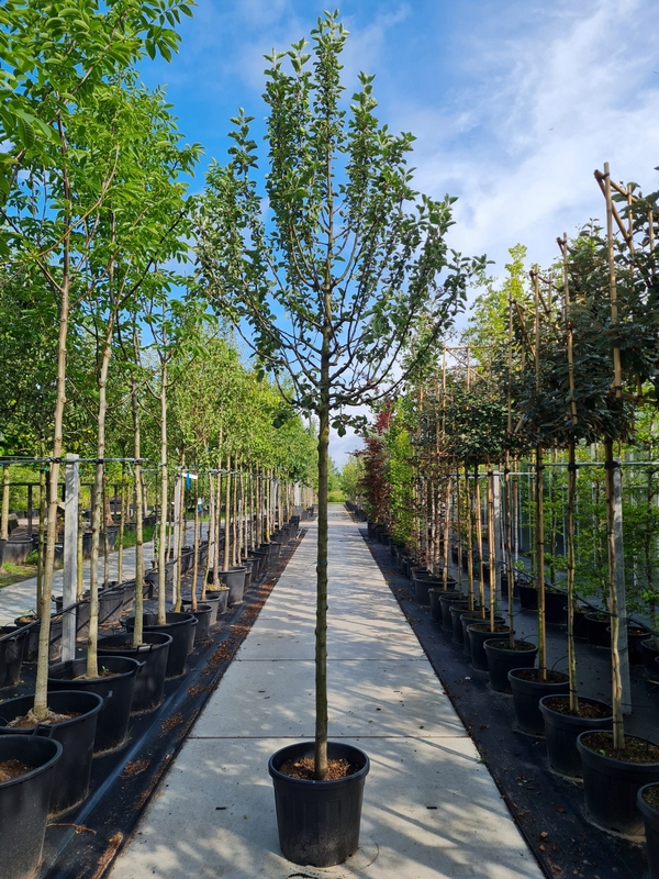Appelboom Hoogstam Elstar Nr. 322.2 - Afbeelding 1