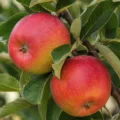 Braeburn Nr. 210 - Afbeelding 4
