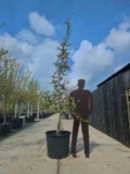 Braeburn Nr. 210 - Afbeelding 2