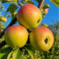 Bramley's Seedling Nr. 232.8