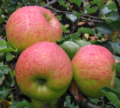 Bramley's Seedling Nr. 232.8 - Afbeelding 2