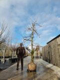 Bigarreau Burlat Nr. 700.1 - Afbeelding 2