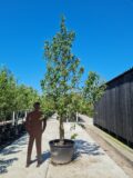 Clapp's Favourite Nr. 40.1 - Afbeelding 2