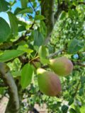 Clapp's Favourite Nr. 40 - Afbeelding 4