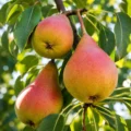 Clapp's Favourite Nr. 40 - Afbeelding 3