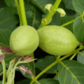 Juglans Regia 'Coenen' Nr. 1022 - Afbeelding 3