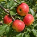Cox's Orange Pippin Nr. 252.1 - Afbeelding 2